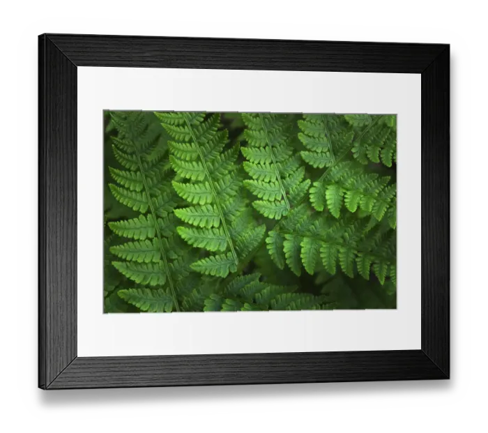 Framed Print : Lady-fern (Athyrium filix-femina) Framed Print : Lady-fern (Athyrium filix-femina)