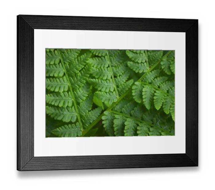 Framed Print : Lady-fern (Athyrium filix-femina)