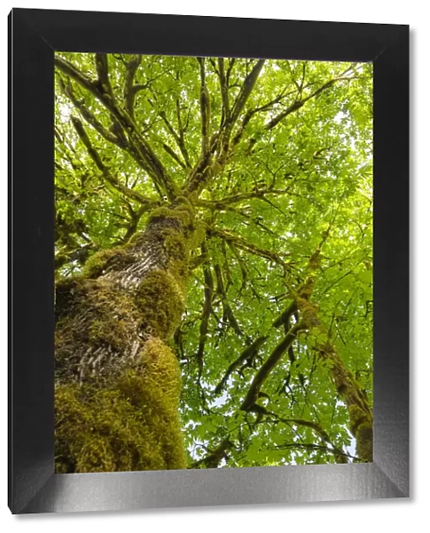 Bigleaf Maple (Acer macrophyllum) Baker River, North Cascades National Park, Washington