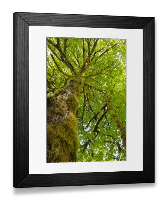 Framed Print : Bigleaf Maple (Acer macrophyllum) Baker River, North Cascades National Park, Washington Framed Print : Bigleaf Maple (Acer macrophyllum) Baker River, North Cascades National Park, Washington
