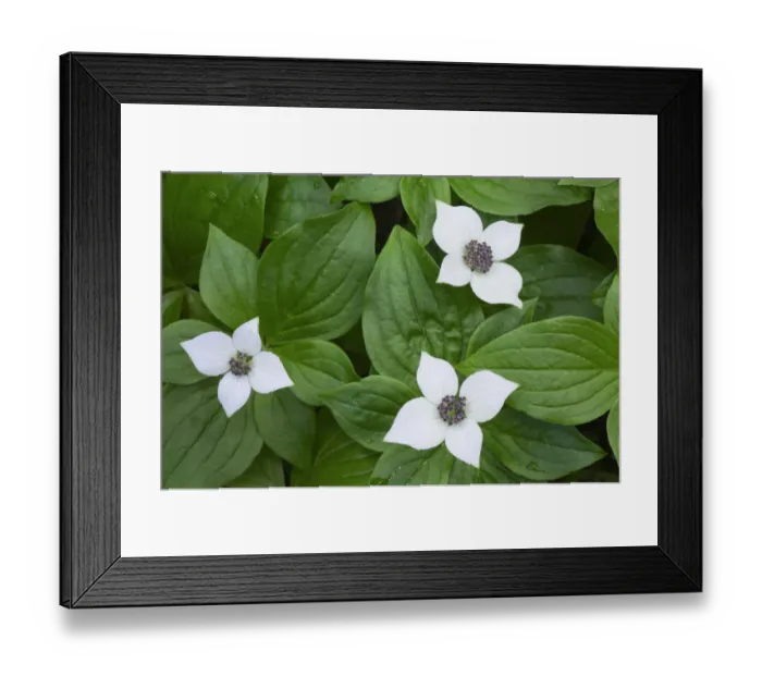 Framed Print : Bunchberry (Cornus canadensis) Framed Print : Bunchberry (Cornus canadensis)