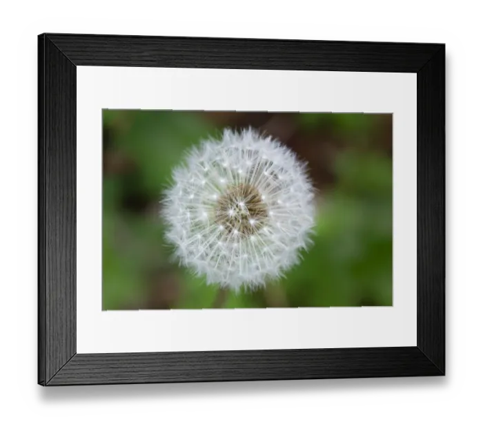 Framed Print : Dandelion seed head Framed Print : Dandelion seed head