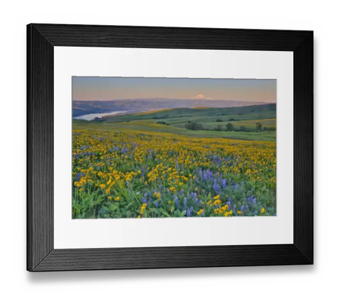 Framed Print : USA, Washington State. Wildflowers bloom in Columbia Hills State Park Framed Print : USA, Washington State. Wildflowers bloom in Columbia Hills State Park