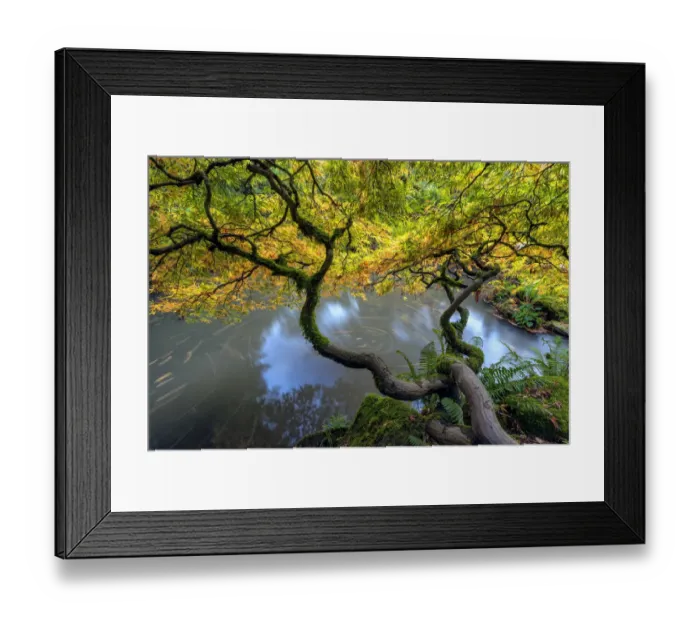 Framed Print : USA, Washington State, Seattle. Japanese maple and pond in Kubota Garden. Credit as Framed Print : USA, Washington State, Seattle. Japanese maple and pond in Kubota Garden. Credit as