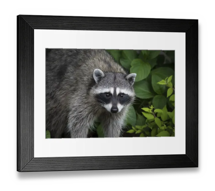 Framed Print : USA, Washington State, Seabeck. Raccoon close-up Framed Print : USA, Washington State, Seabeck. Raccoon close-up