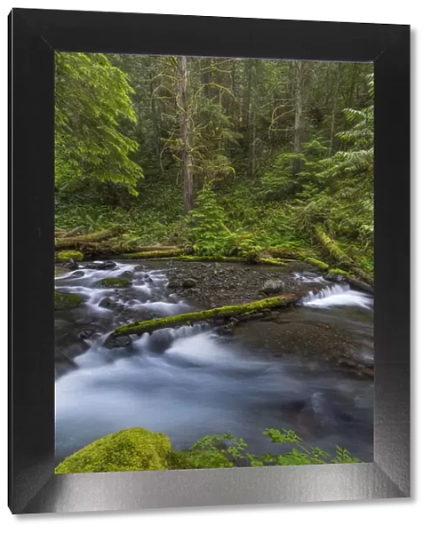 USA, Washington State, Olympic National Forest. Big Quilcene River rapids. Credit as