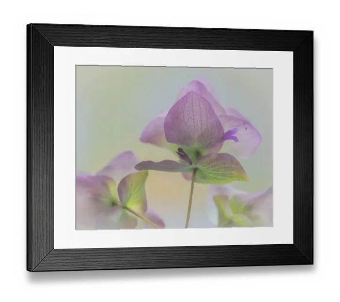 Framed Print : USA, Washington State, Seabeck. Ornamental oregano flower close-up Framed Print : USA, Washington State, Seabeck. Ornamental oregano flower close-up
