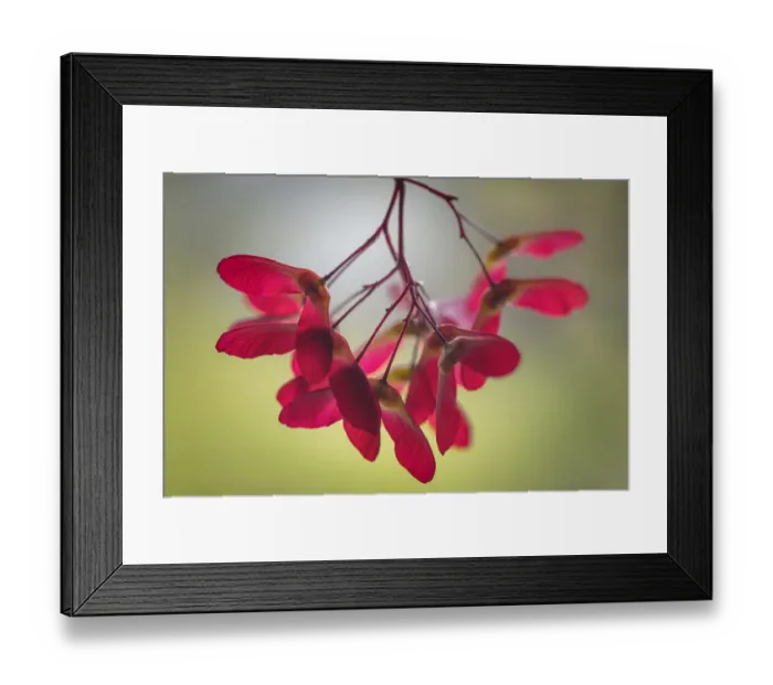 Framed Print : USA, Washington State, Seabeck. Maple seed pods close-up
