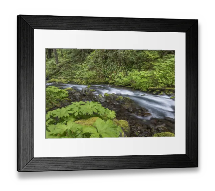 Framed Print : USA, Washington State, Olympic National Forest. Big Quilcene River rapids. Credit as Framed Print : USA, Washington State, Olympic National Forest. Big Quilcene River rapids. Credit as