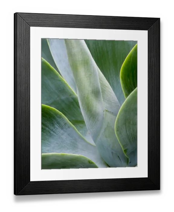 Framed Print : Close-up of the tropical Agave plant Framed Print : Close-up of the tropical Agave plant