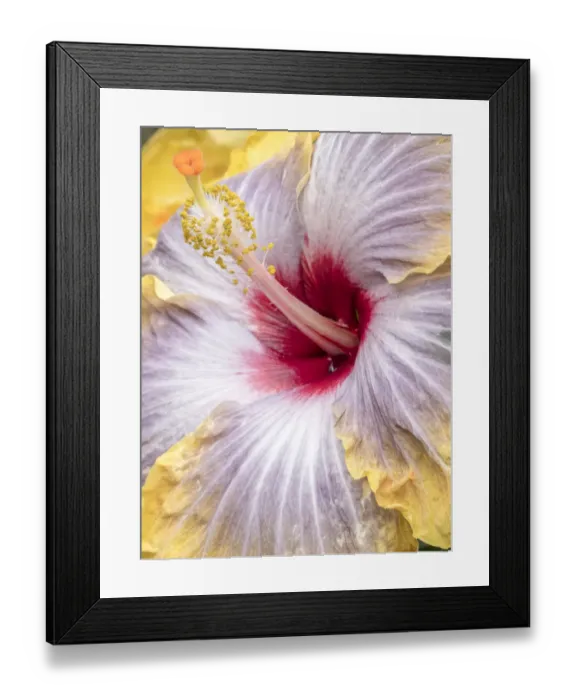 Framed Print : Close-up of the Hibiscus rosa-sinensis Fifth Dimension Framed Print : Close-up of the Hibiscus rosa-sinensis Fifth Dimension