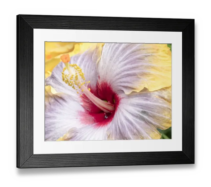 Framed Print : Close-up of the Hibiscus rosa-sinensis Fifth Dimension Framed Print : Close-up of the Hibiscus rosa-sinensis Fifth Dimension