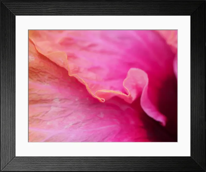 Framed Print : Close-up of a hibiscus flower Framed Print : Close-up of a hibiscus flower