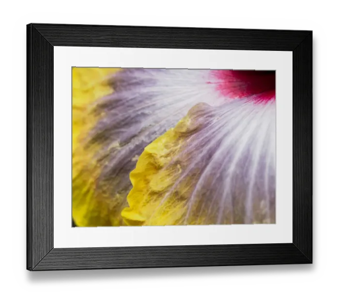 Framed Print : Close-up of a hibiscus flower