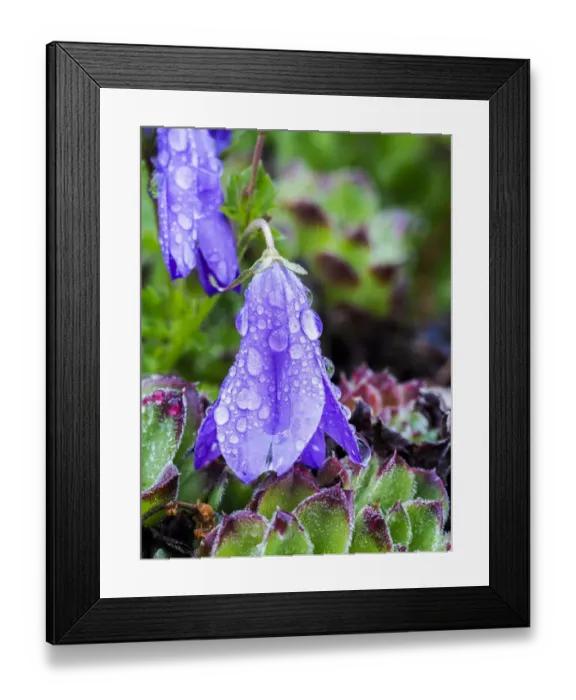 Framed Print : Dewdrops on bluebells Framed Print : Dewdrops on bluebells