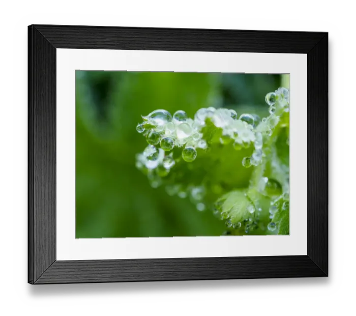 Framed Print : Close-up of dewdrops on a green leaf in a garden Framed Print : Close-up of dewdrops on a green leaf in a garden