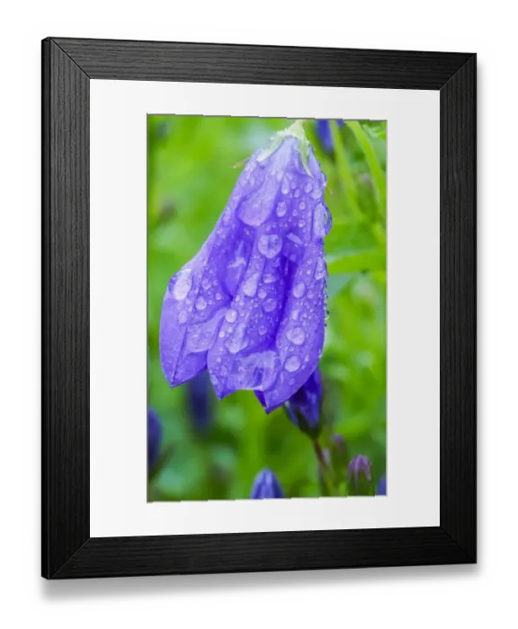 Framed Print : Dewdrops on bluebells Framed Print : Dewdrops on bluebells