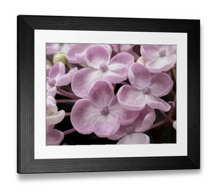 Framed Print : Close-up of a Hydrangea macrophylla Ayesha, lilac pink