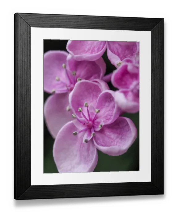Framed Print : Close-up of a Hydrangea macrophylla Ayesha, lilac pink Framed Print : Close-up of a Hydrangea macrophylla Ayesha, lilac pink