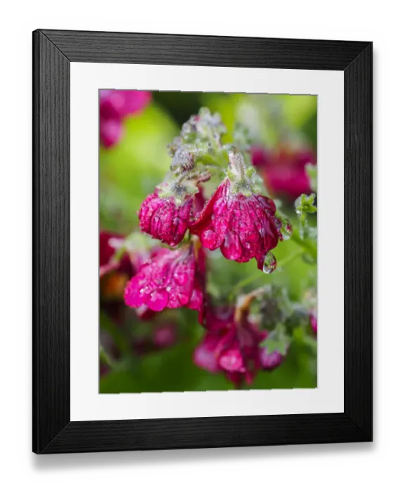 Framed Print : Dewdrops on small pink blossoms