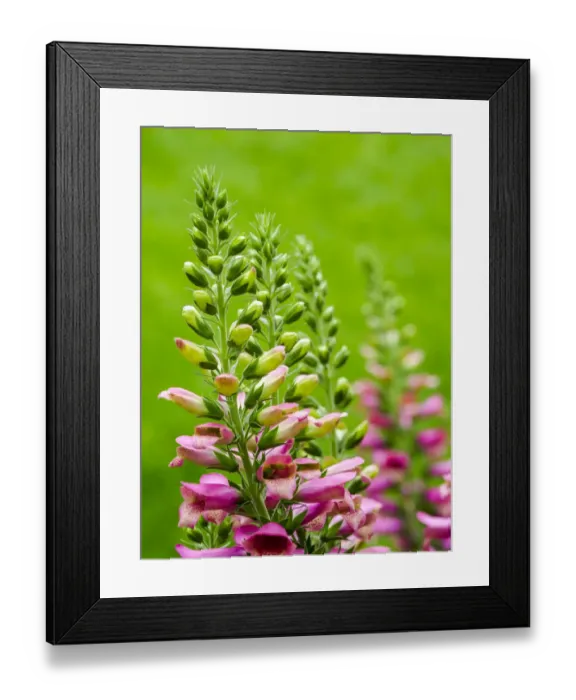 Framed Print : Pink foxglove blossoms