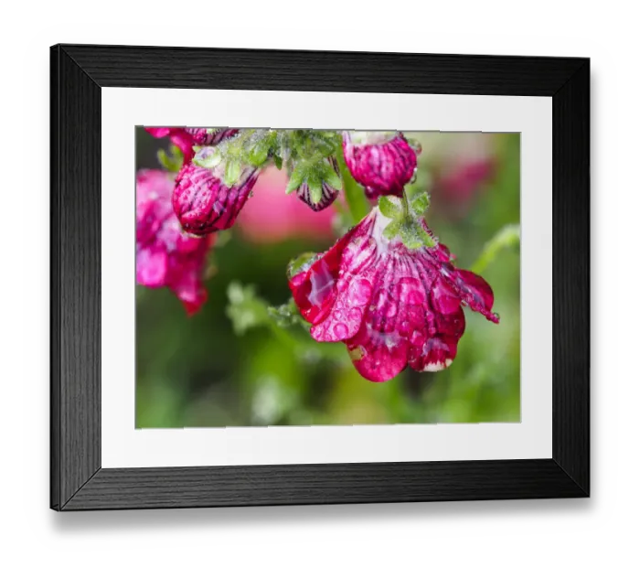 Framed Print : Pink flower covered in dew from a recent rain Framed Print : Pink flower covered in dew from a recent rain
