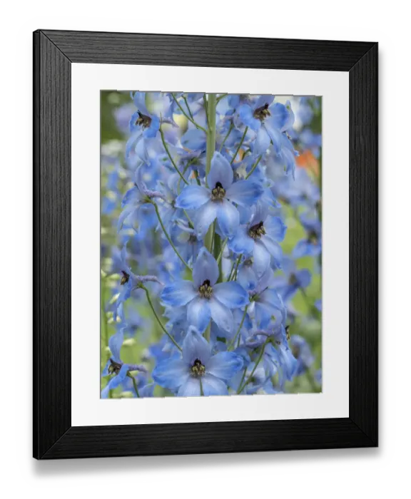 Framed Print : Close-up of a blue delphinium Framed Print : Close-up of a blue delphinium