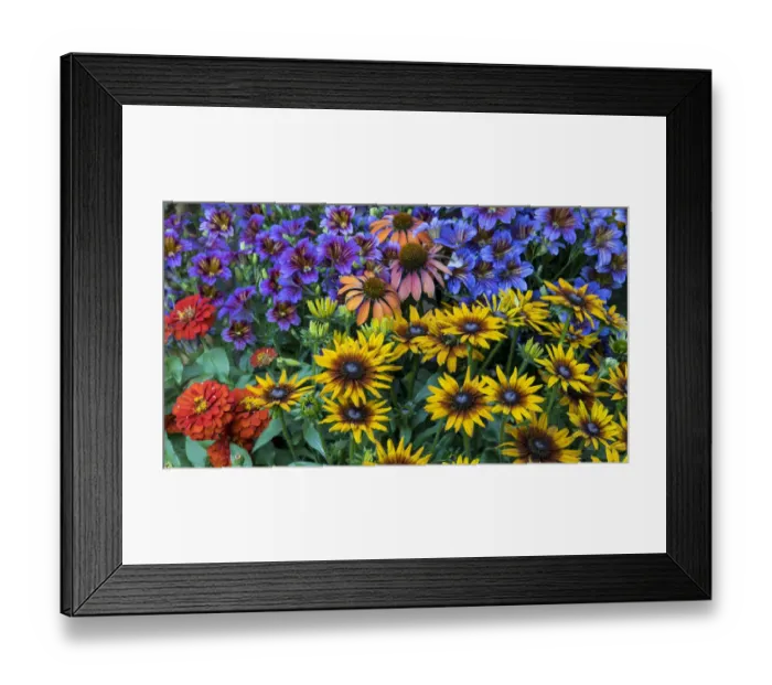 Framed Print : Painted tongue and hirta daisies in tight grouping along with red zinnia and coneflowers Framed Print : Painted tongue and hirta daisies in tight grouping along with red zinnia and coneflowers