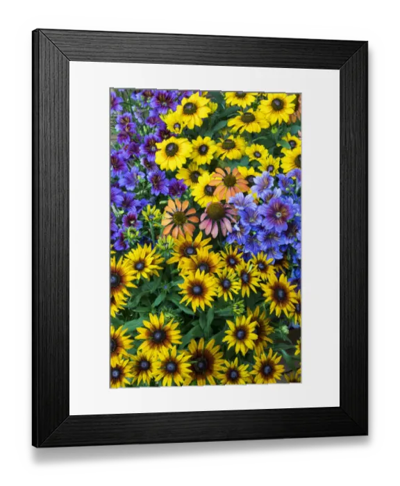 Framed Print : Painted tongue and hirta daisies in tight grouping
