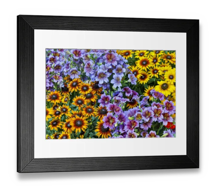 Framed Print : Painted tongue and hirta daisies in tight grouping