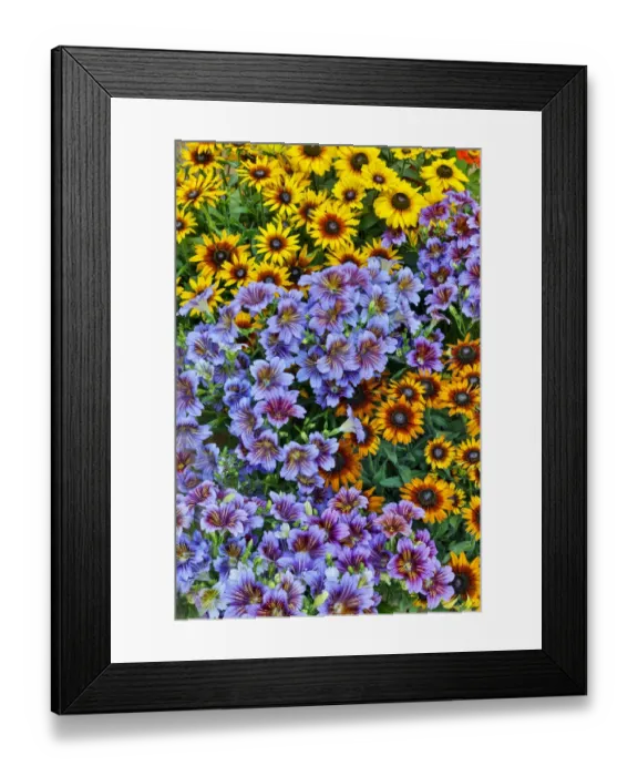 Framed Print : Painted tongue and hirta daisies in tight grouping