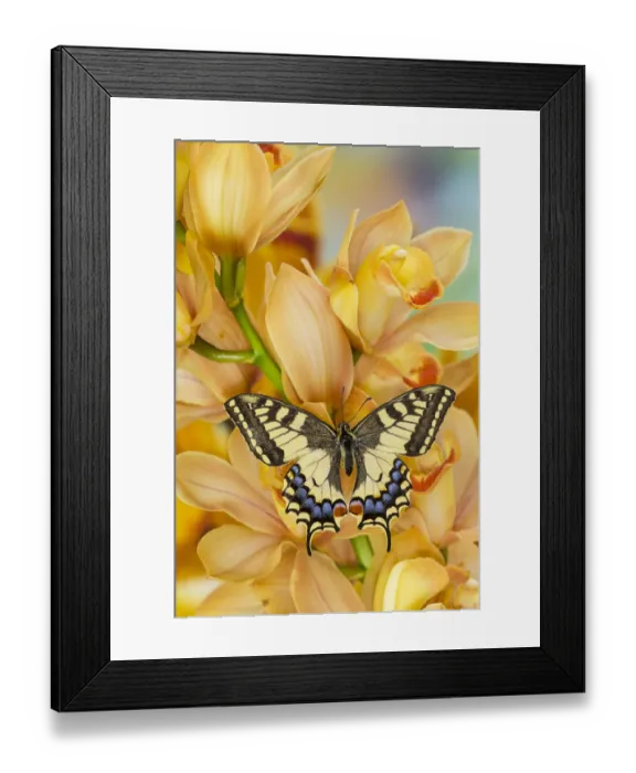 Framed Print : Old world swallowtail, Papilio machaon, butterfly on large golden cymbidium orchid Framed Print : Old world swallowtail, Papilio machaon, butterfly on large golden cymbidium orchid