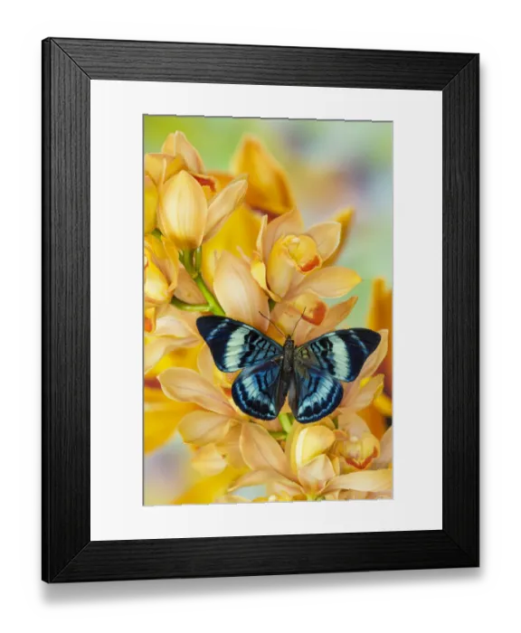 Framed Print : Panacea procilla tropical butterfly on large golden cymbidium orchid Framed Print : Panacea procilla tropical butterfly on large golden cymbidium orchid