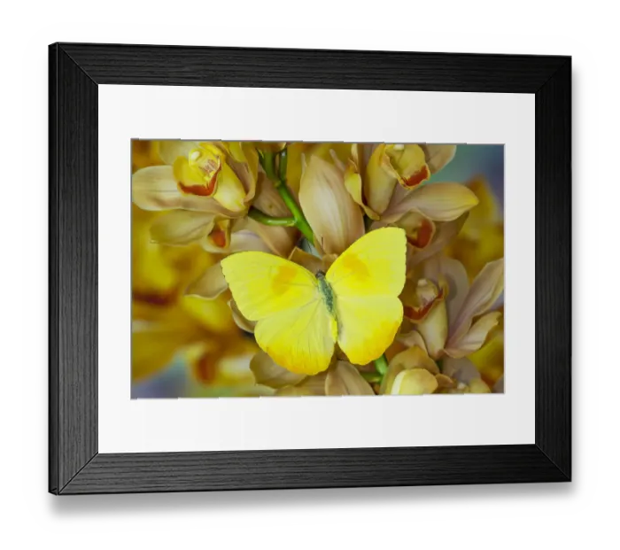 Framed Print : Yellow sulfur butterfly on large golden cymbidium orchid Framed Print : Yellow sulfur butterfly on large golden cymbidium orchid