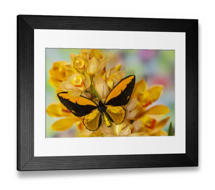 Framed Print : Large orange birdwing, Ornithoptera croesus, butterfly on large golden cymbidium orchid Framed Print : Large orange birdwing, Ornithoptera croesus, butterfly on large golden cymbidium orchid