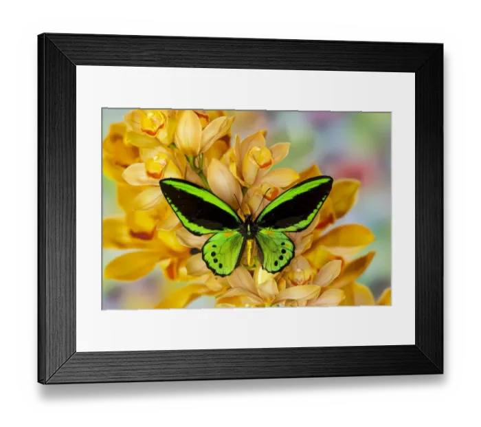 Framed Print : Black and green birdwing butterfly, Ornithoptera priamus, on large golden cymbidium Framed Print : Black and green birdwing butterfly, Ornithoptera priamus, on large golden cymbidium