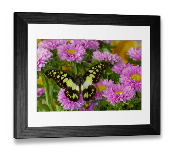 Framed Print : Tropical butterfly, Graphium tynderacus, on pink mums Framed Print : Tropical butterfly, Graphium tynderacus, on pink mums
