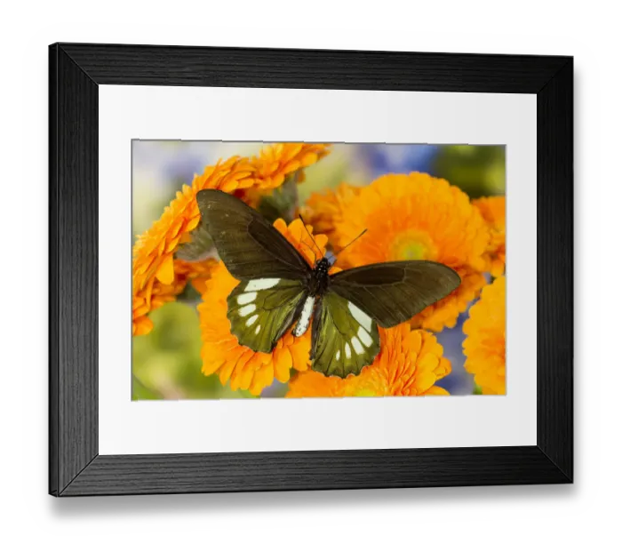 Framed Print : Tropical butterfly, Battus madyes, on orange gerber daisy