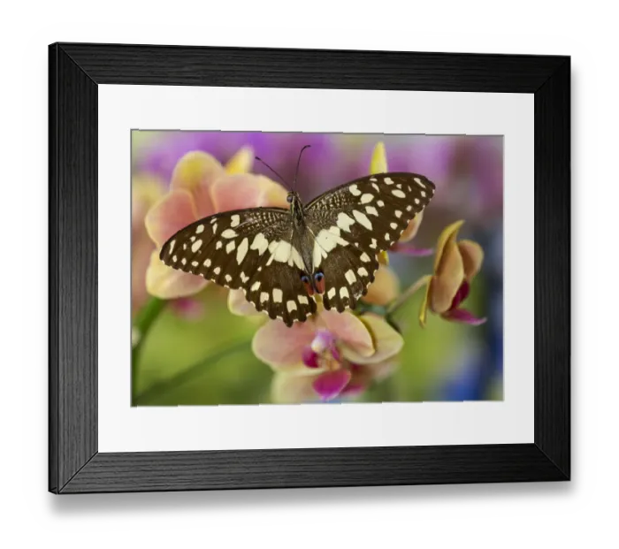 Framed Print : Moth orchid, Phalaenopsis and the orchard butterfly, Papilio demodocus
