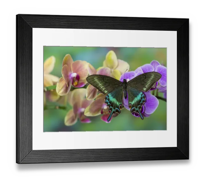 Framed Print : Moth orchid, Phalaenopsis and tropical swallowtail butterfly, Papilio maackii