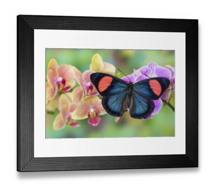 Framed Print : Moth orchid, Phalaenopsis and tropical butterfly, Batesia hypochlora