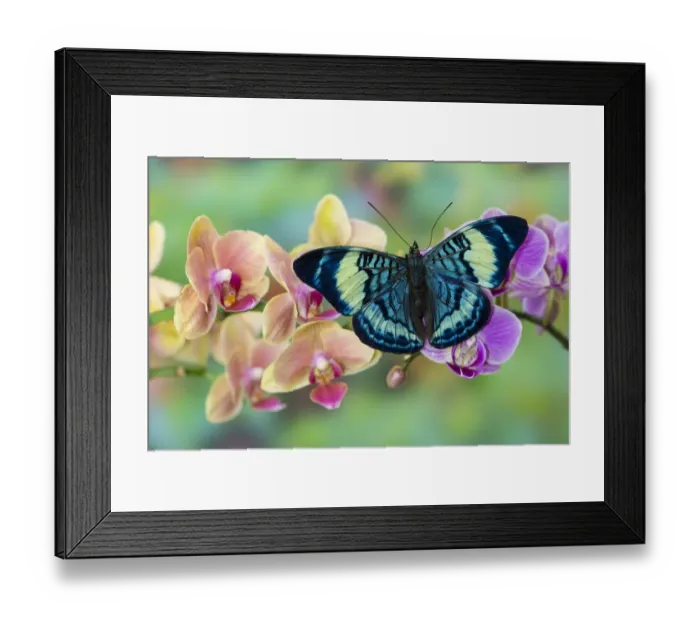 Framed Print : Moth orchid, Phalaenopsis and tropical blue Panacea procilla butterfly Framed Print : Moth orchid, Phalaenopsis and tropical blue Panacea procilla butterfly