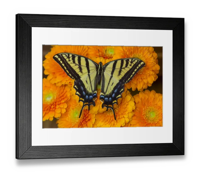 Framed Print : Three-tailed swallowtail butterfly female on orange gerber daisies Framed Print : Three-tailed swallowtail butterfly female on orange gerber daisies