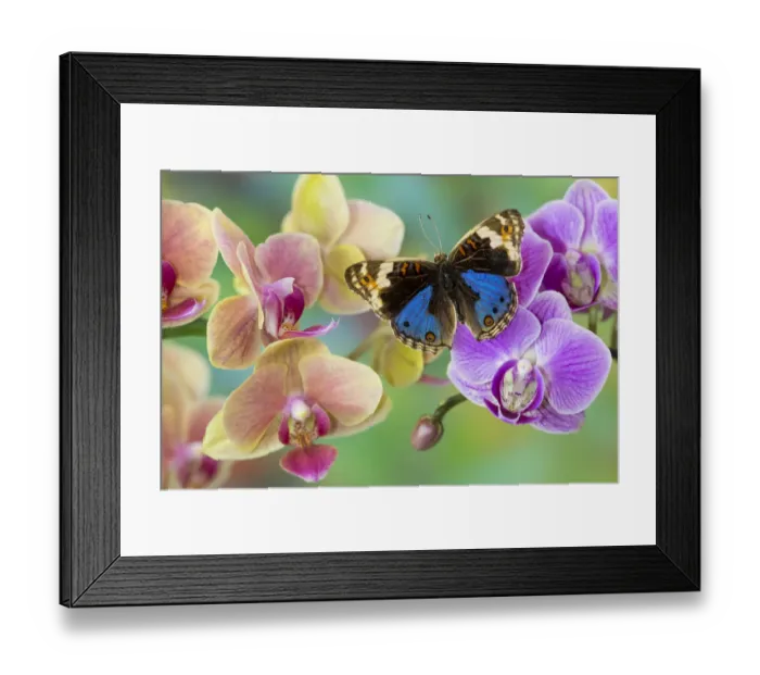Framed Print : Moth orchid, Phalaenopsis and blue tropical butterfly Junonia orithya Framed Print : Moth orchid, Phalaenopsis and blue tropical butterfly Junonia orithya