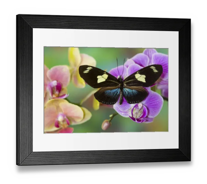 Framed Print : Moth orchid, Phalaenopsis and Heliconius sapho butterfly