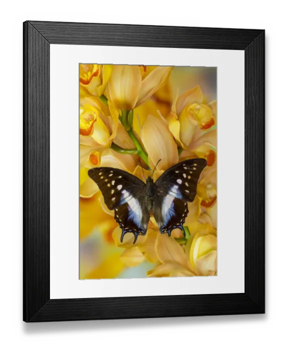Framed Print : Polyura cognatus tropical butterfly on large golden cymbidium orchid Framed Print : Polyura cognatus tropical butterfly on large golden cymbidium orchid