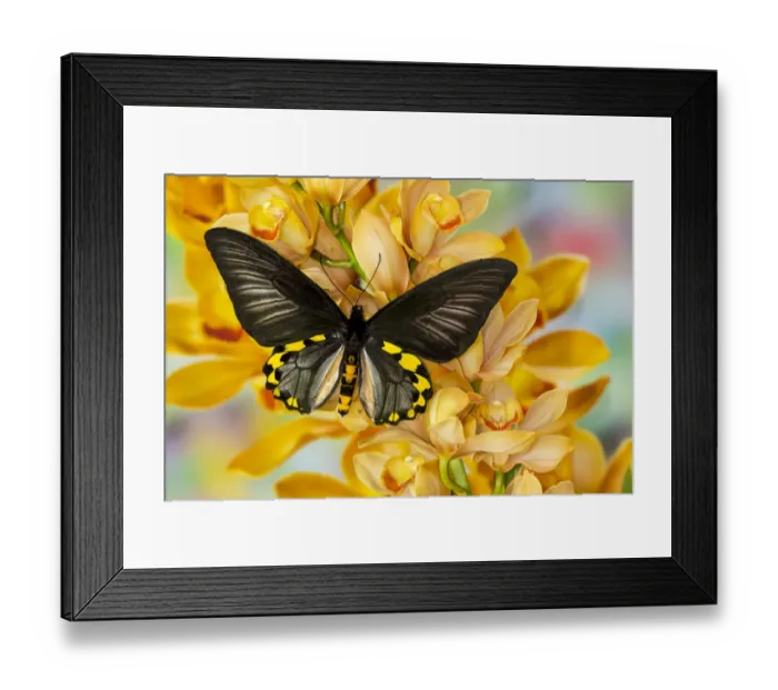 Framed Print : Male birdwing butterfly, Troides hypolitus, on large golden cymbidium orchid Framed Print : Male birdwing butterfly, Troides hypolitus, on large golden cymbidium orchid