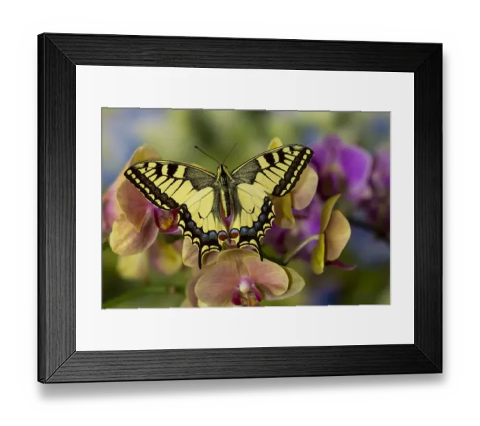 Framed Print : Moth orchid, Phalaenopsis and old world swallowtail butterfly, Papilio machaon Framed Print : Moth orchid, Phalaenopsis and old world swallowtail butterfly, Papilio machaon