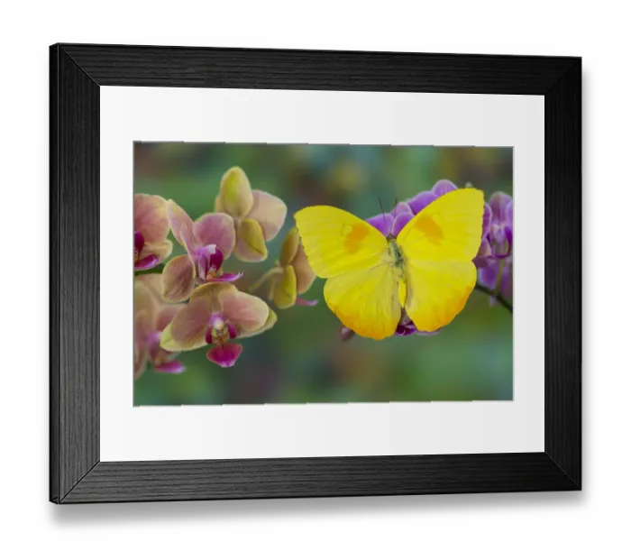 Framed Print : Moth orchid, Phalaenopsis and Yellow sulphur butterfly Framed Print : Moth orchid, Phalaenopsis and Yellow sulphur butterfly