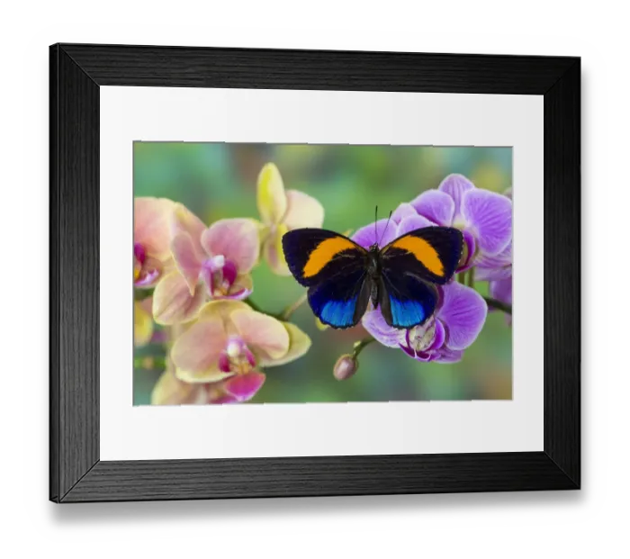 Framed Print : Moth orchid, Phalaenopsis and Asterope davisi butterfly Framed Print : Moth orchid, Phalaenopsis and Asterope davisi butterfly